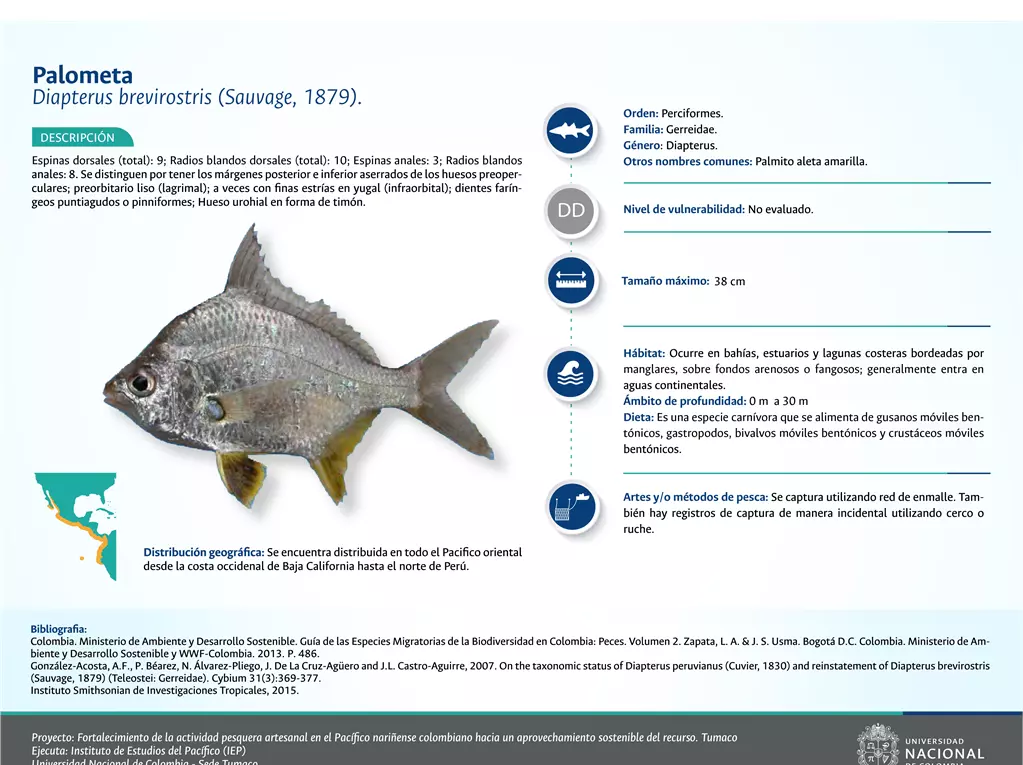 palometa