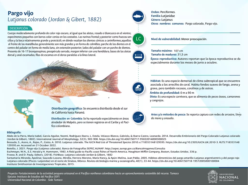 pargo_vijo