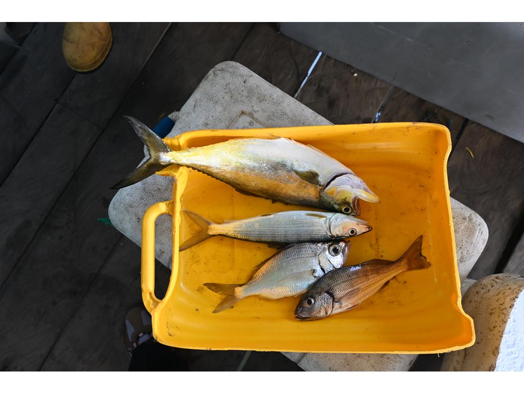 Creditos: Geopesca Tumaco 2.0