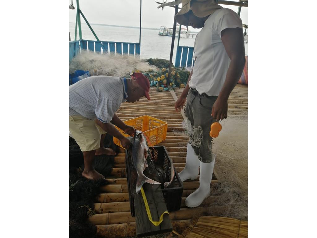 Creditos: Geopesca Tumaco 2.0