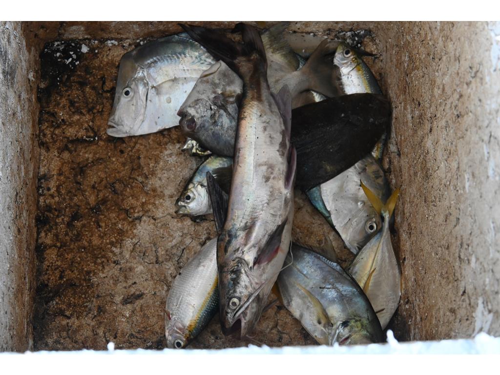 Creditos: Geopesca Tumaco 2.0