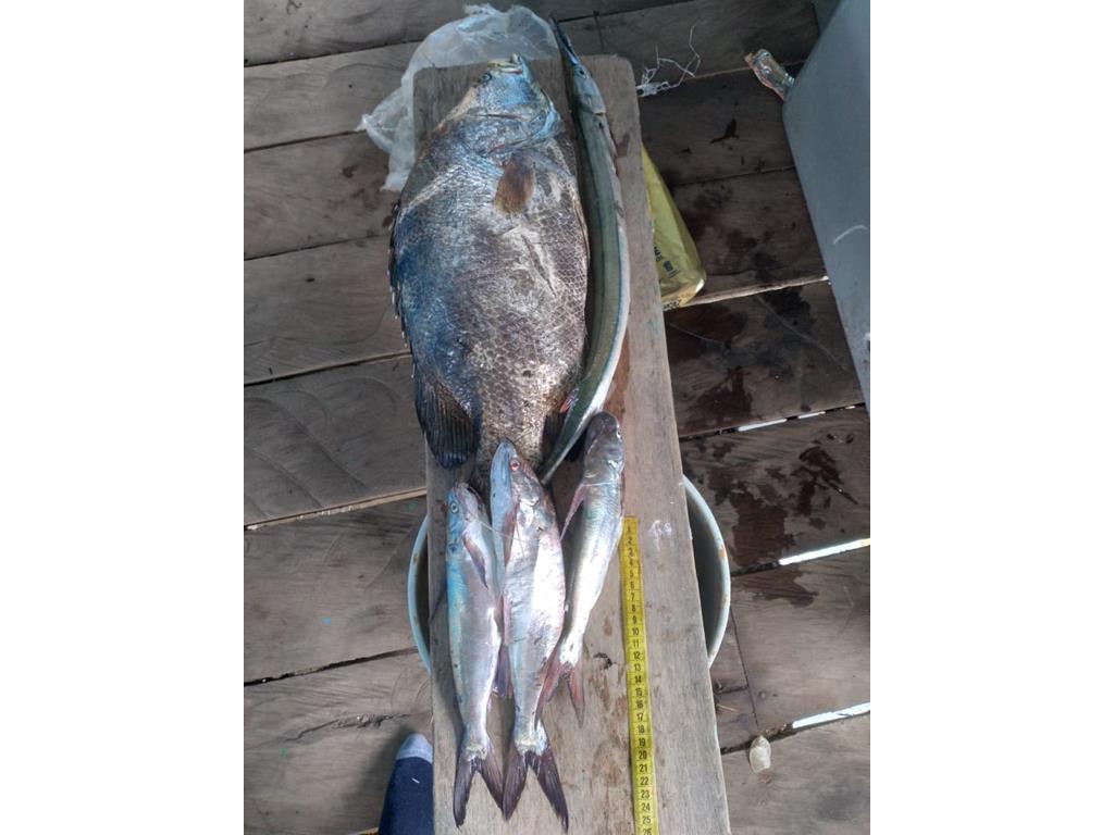 Creditos: Geopesca Tumaco 2.0