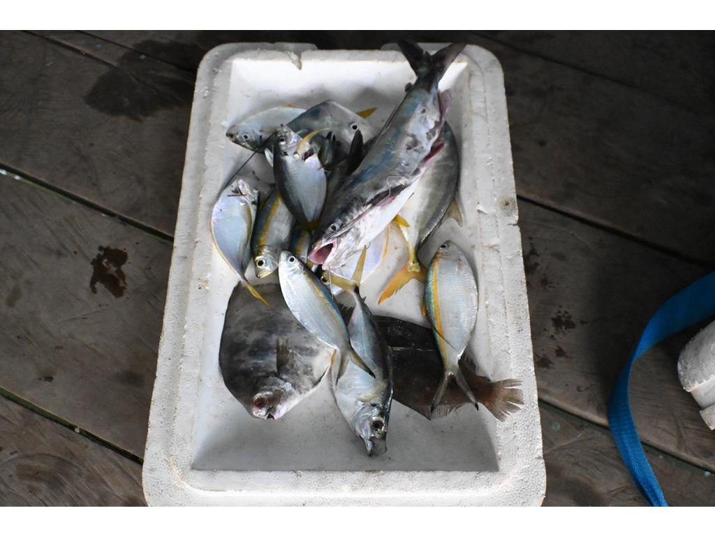 Creditos: Geopesca Tumaco 2.0