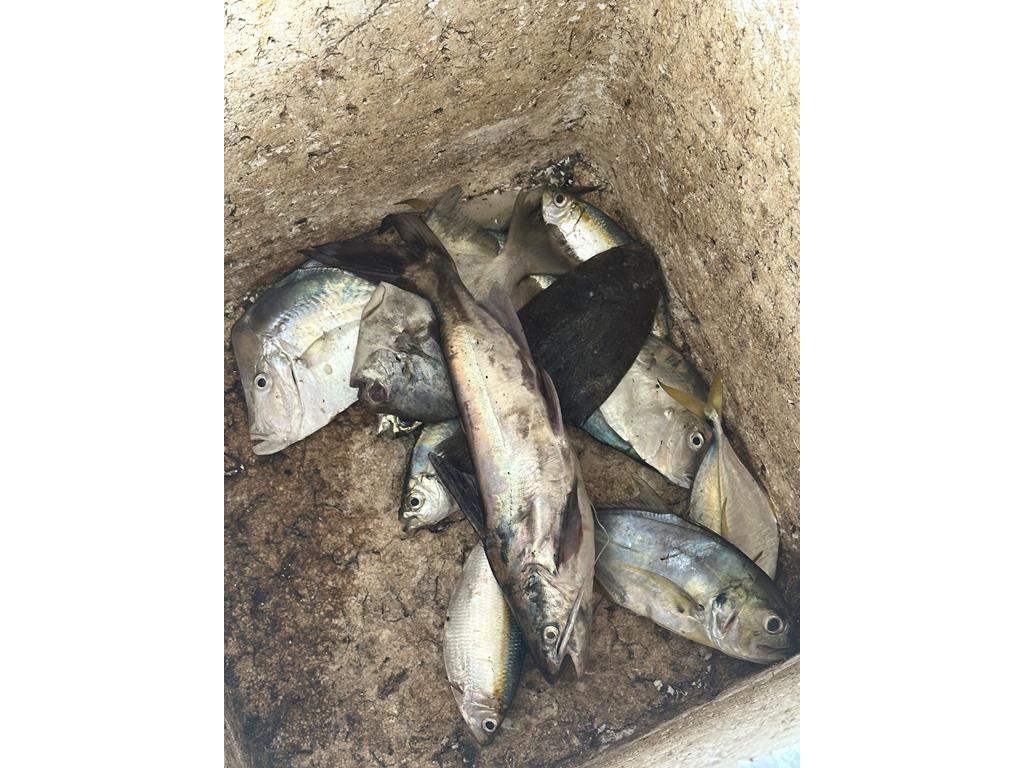 Creditos: Geopesca Tumaco 2.0