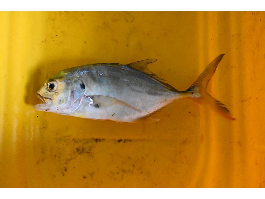 Creditos: Geopesca Tumaco 2.0