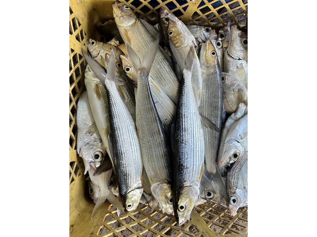 Creditos: Geopesca Tumaco 2.0