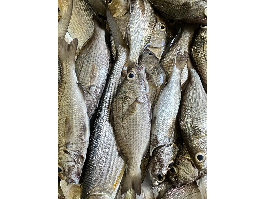 Creditos: Geopesca Tumaco 2.0