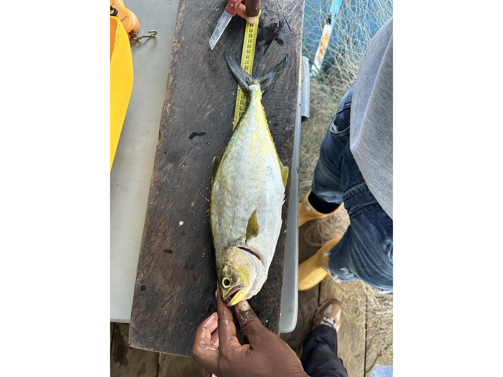 Creditos: Geopesca Tumaco 2.0