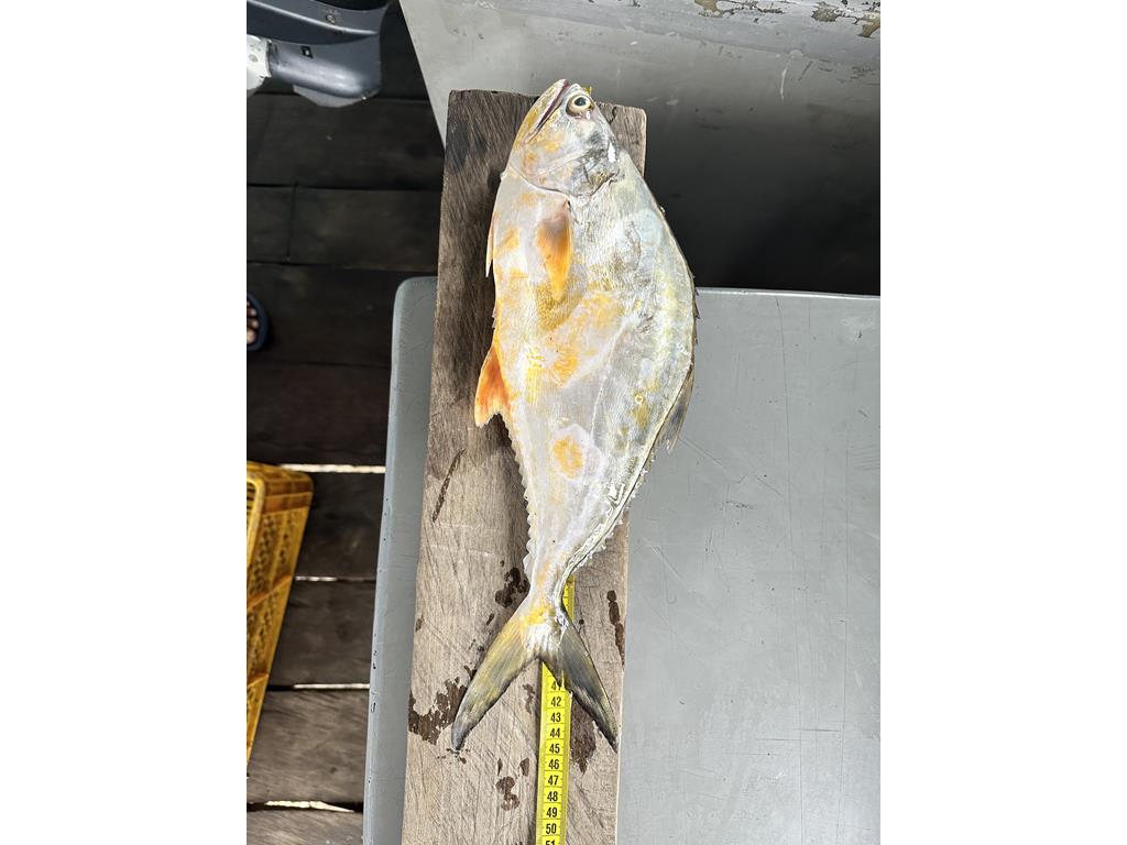 Creditos: Geopesca Tumaco 2.0