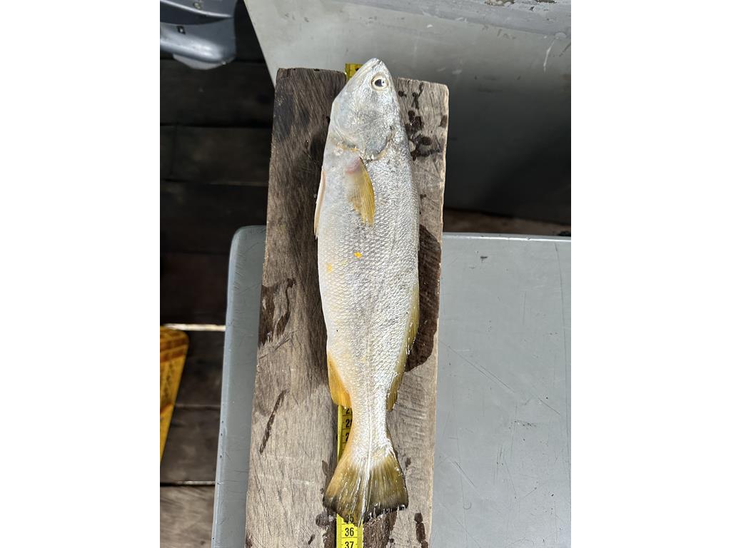 Creditos: Geopesca Tumaco 2.0