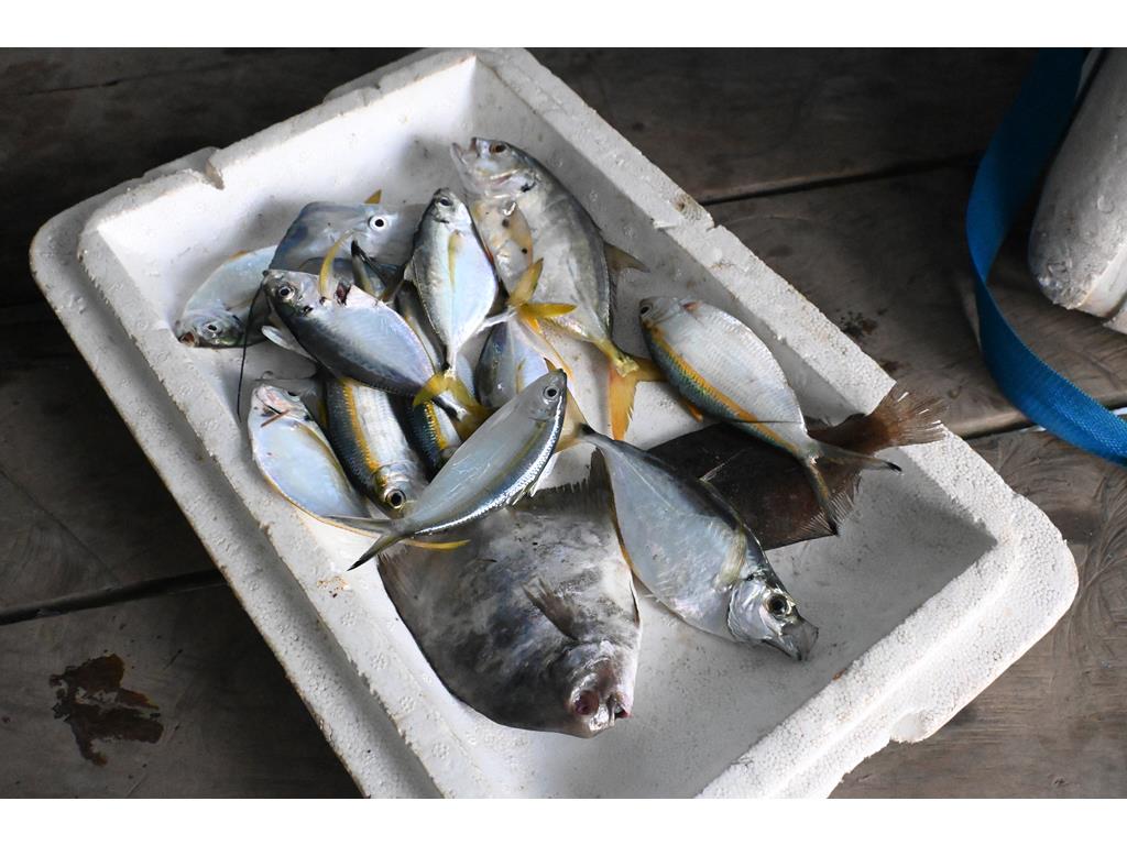 Creditos: Geopesca Tumaco 2.0