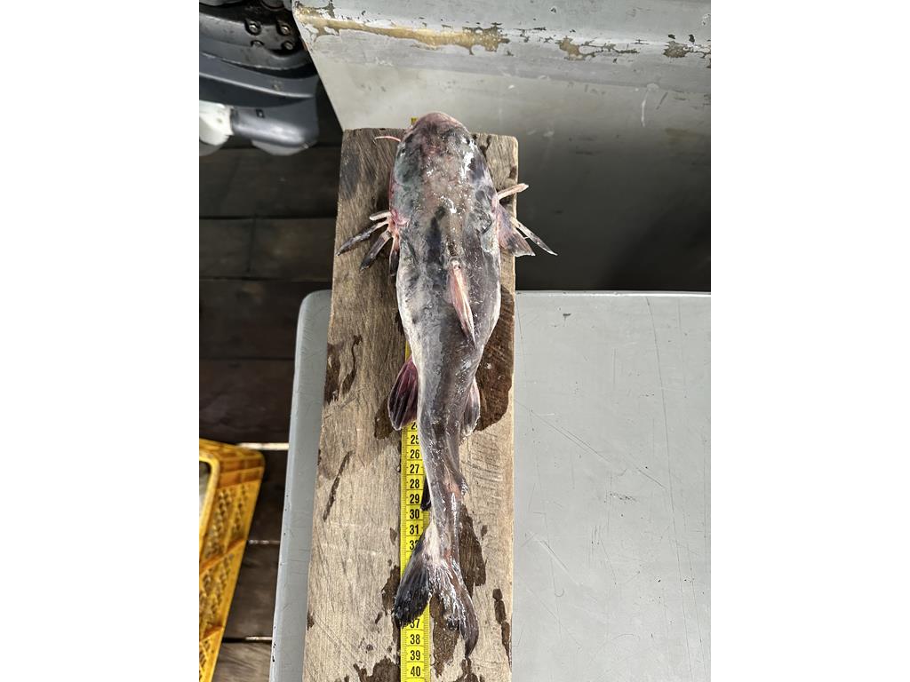 Creditos: Geopesca Tumaco 2.0