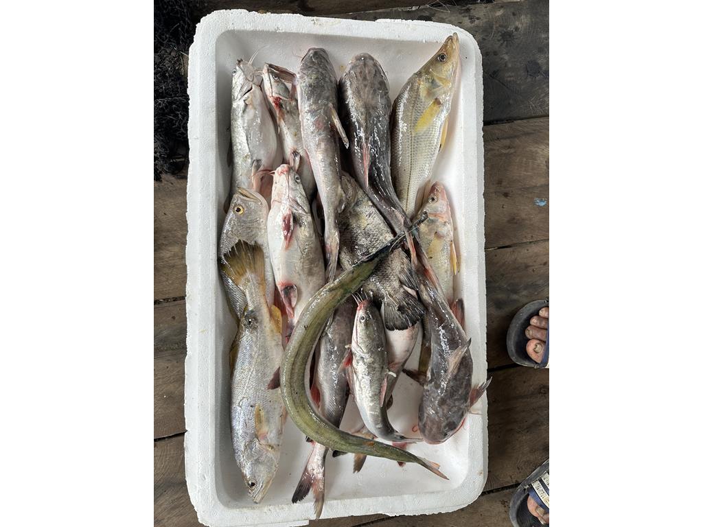 Creditos: Geopesca Tumaco 2.0