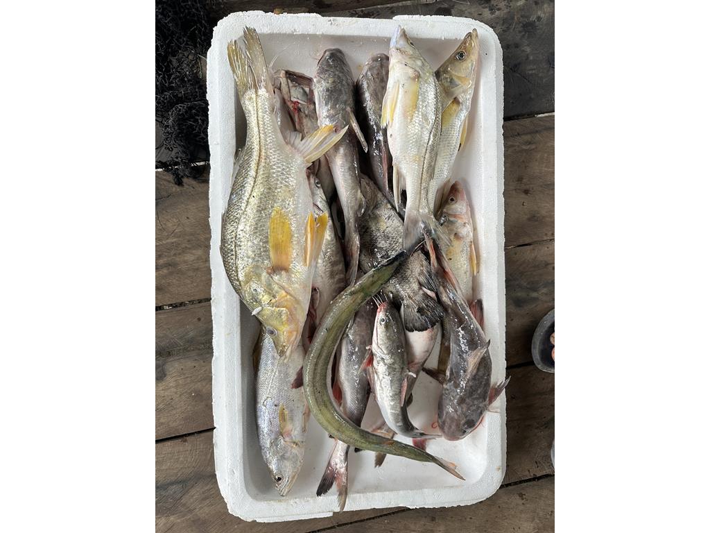 Creditos: Geopesca Tumaco 2.0