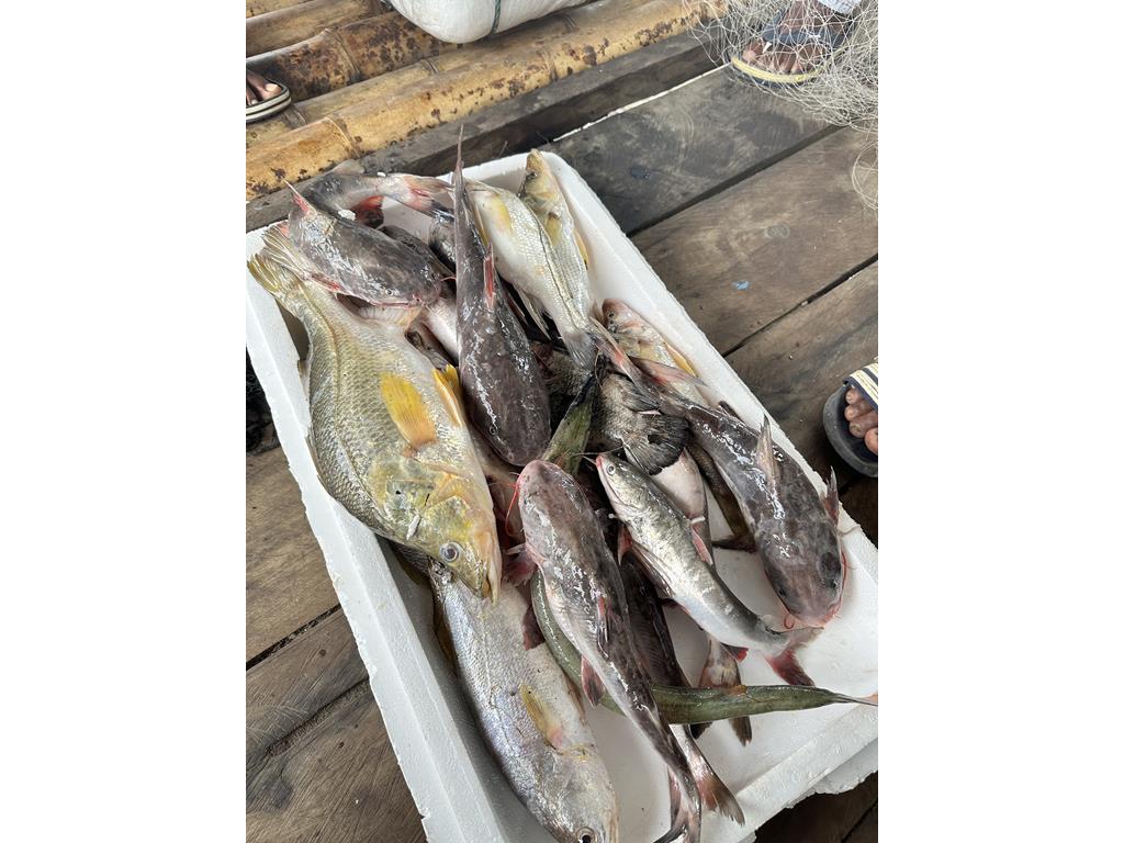 Creditos: Geopesca Tumaco 2.0