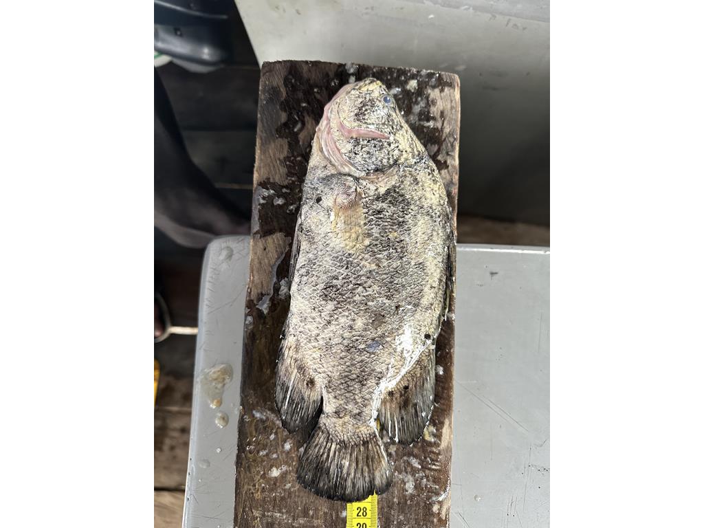 Creditos: Geopesca Tumaco 2.0