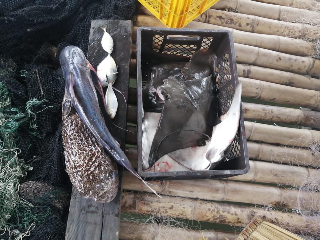 Creditos: Geopesca Tumaco 2.0