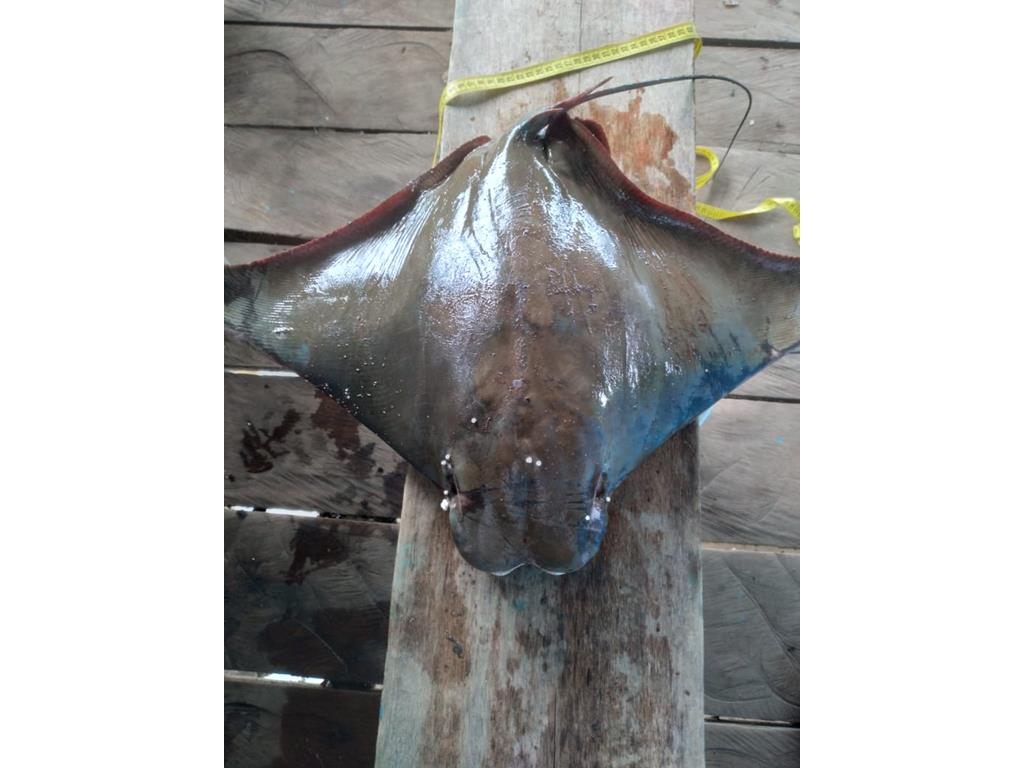 Creditos: Geopesca Tumaco 2.0