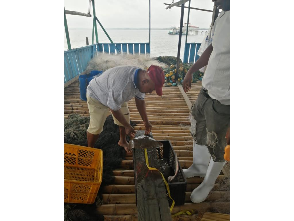 Creditos: Geopesca Tumaco 2.0