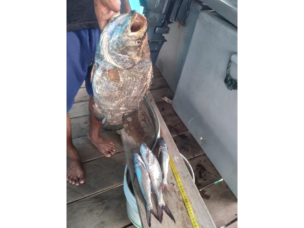 Creditos: Geopesca Tumaco 2.0