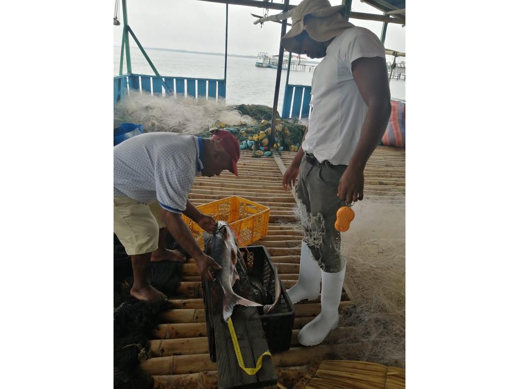 Creditos: Geopesca Tumaco 2.0