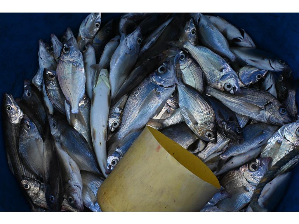 Creditos: Geopesca Tumaco 2.0