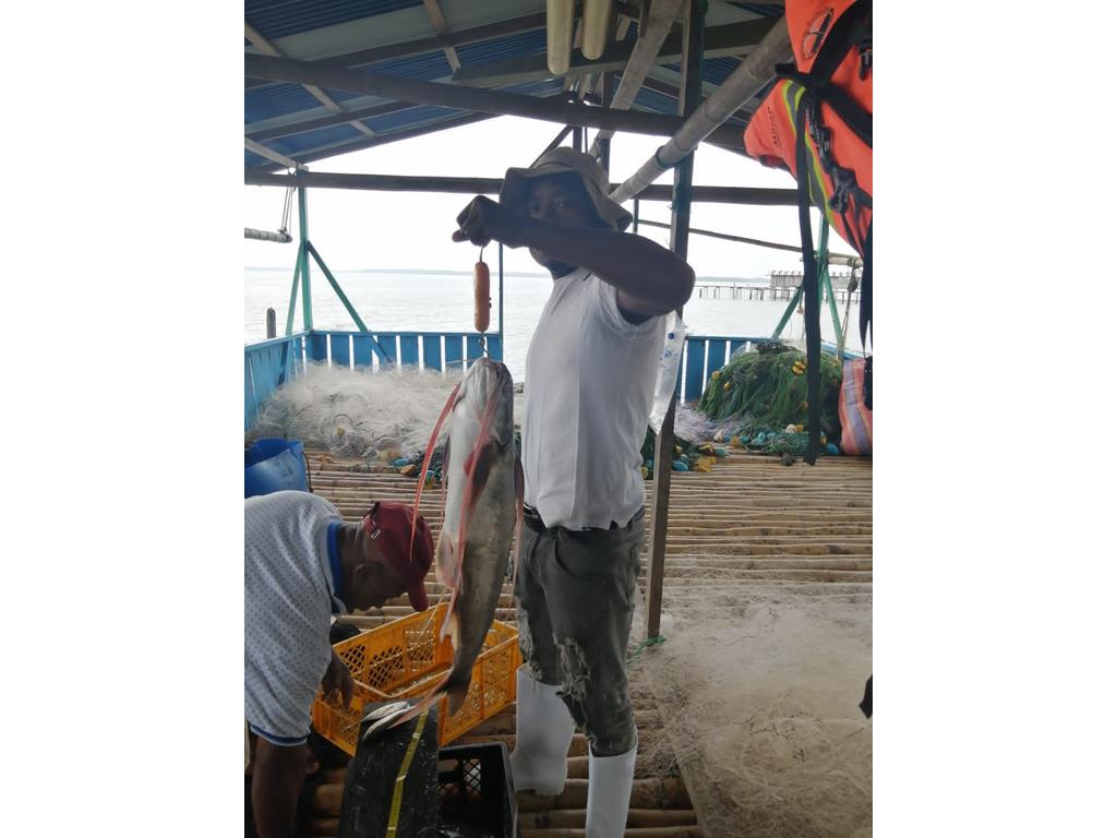 Creditos: Geopesca Tumaco 2.0