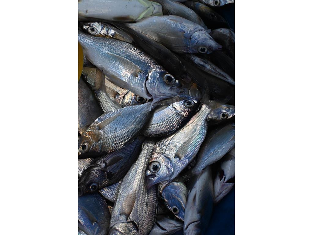 Creditos: Geopesca Tumaco 2.0