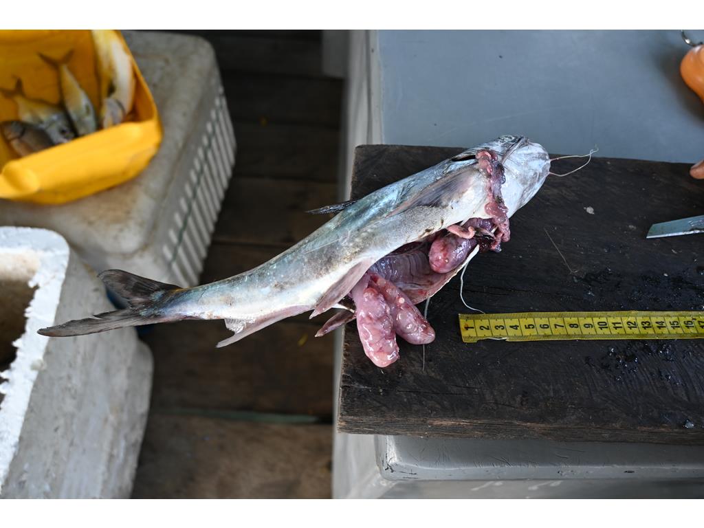 Creditos: Geopesca Tumaco 2.0