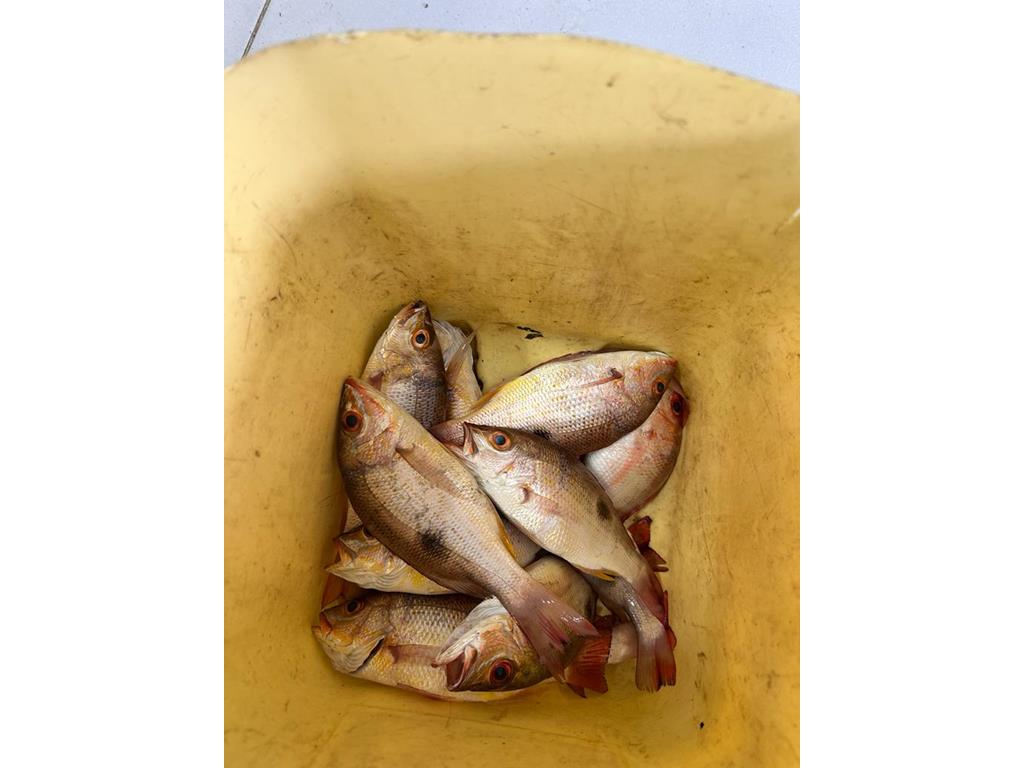 Creditos: Geopesca Tumaco 2.0
