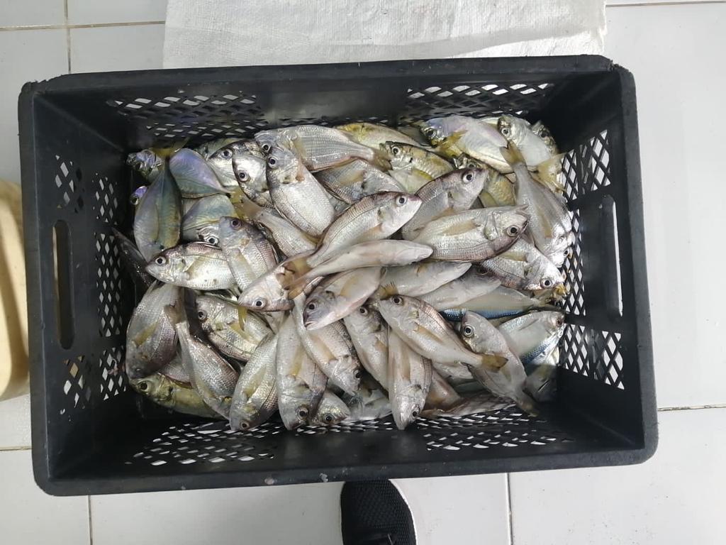 Creditos: Geopesca Tumaco 2.0