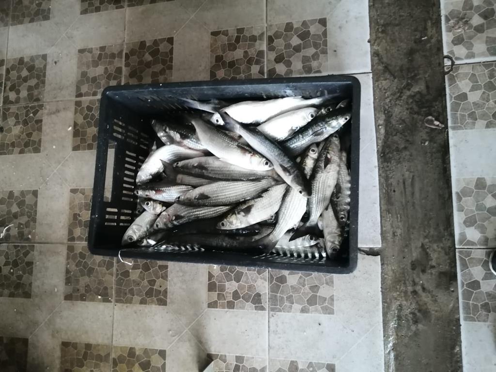 Creditos: Geopesca Tumaco 2.0