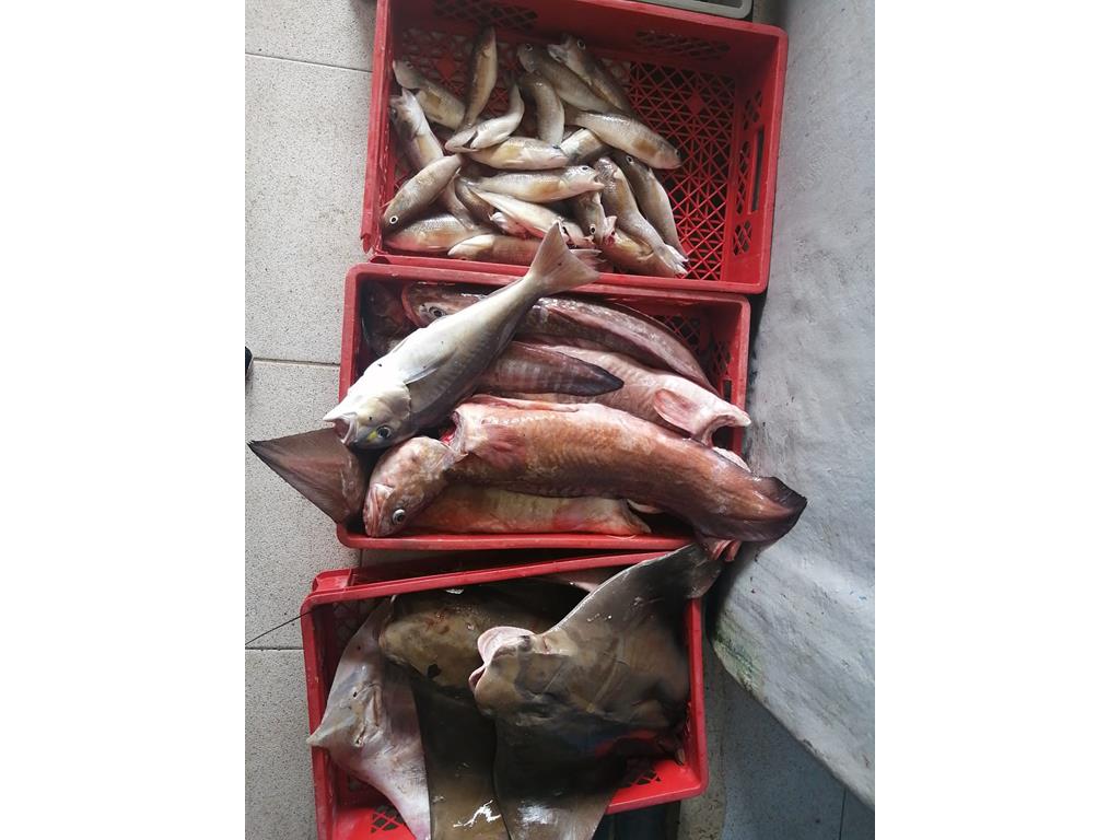 Creditos: Geopesca Tumaco 2.0