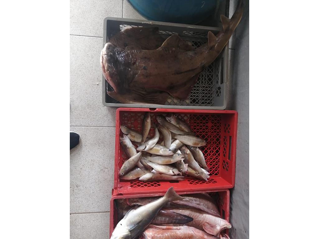 Creditos: Geopesca Tumaco 2.0
