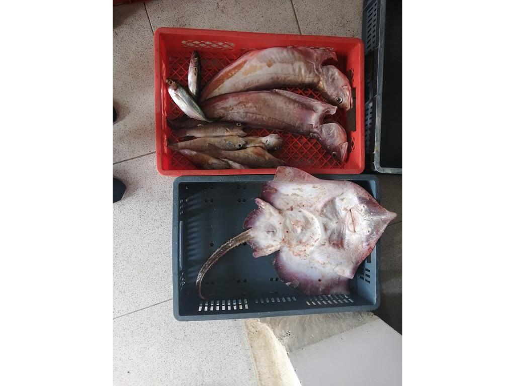 Creditos: Geopesca Tumaco 2.0