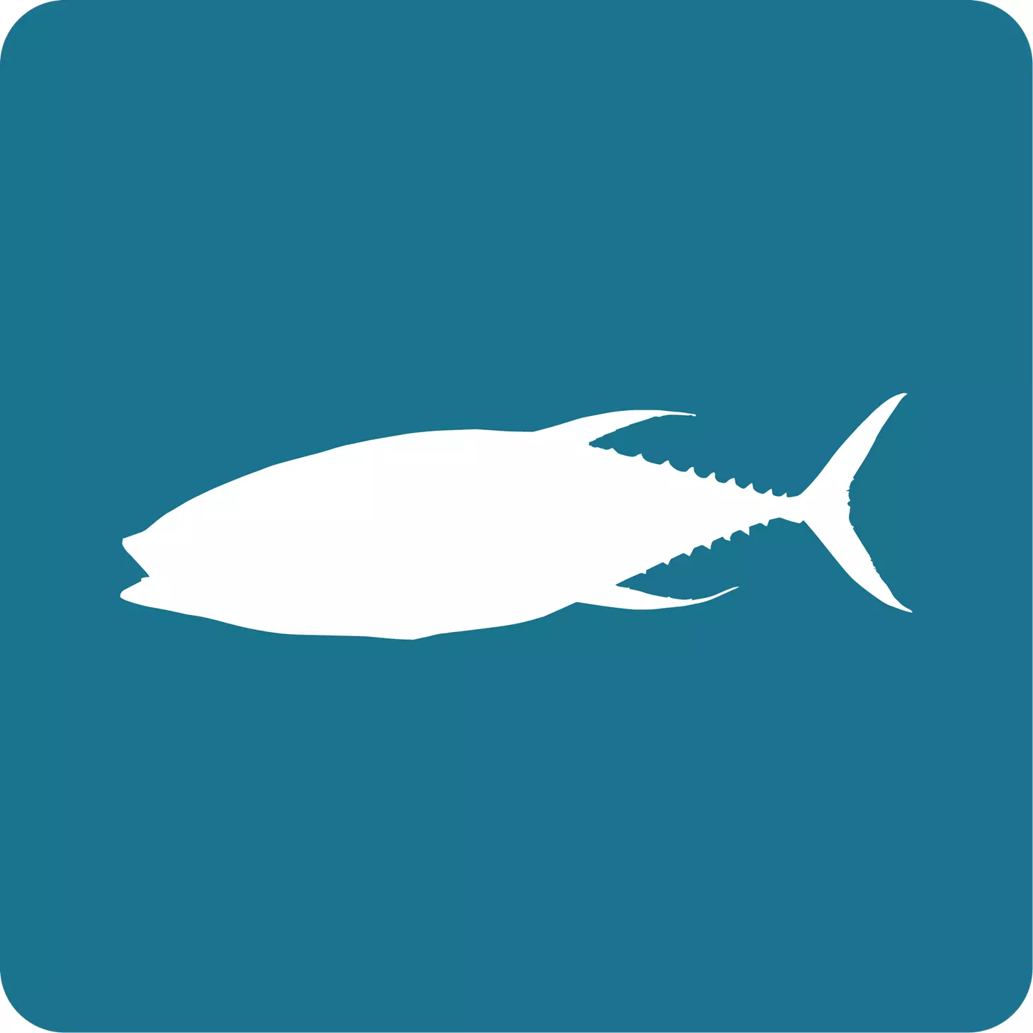 atun_albacora
