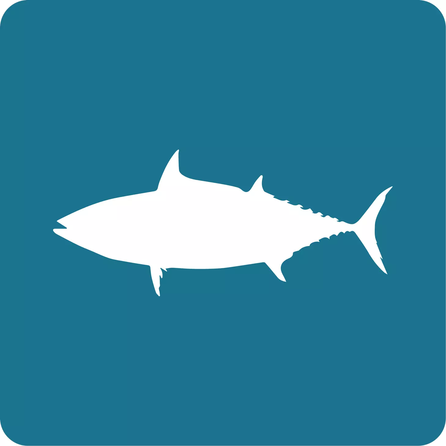 atun_barrilete