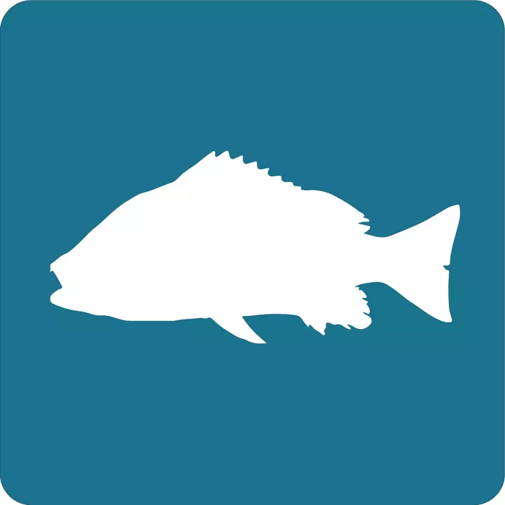 pargo_coliamarillo