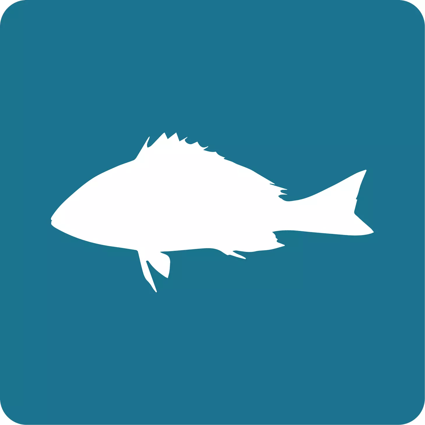 pargo_rojo