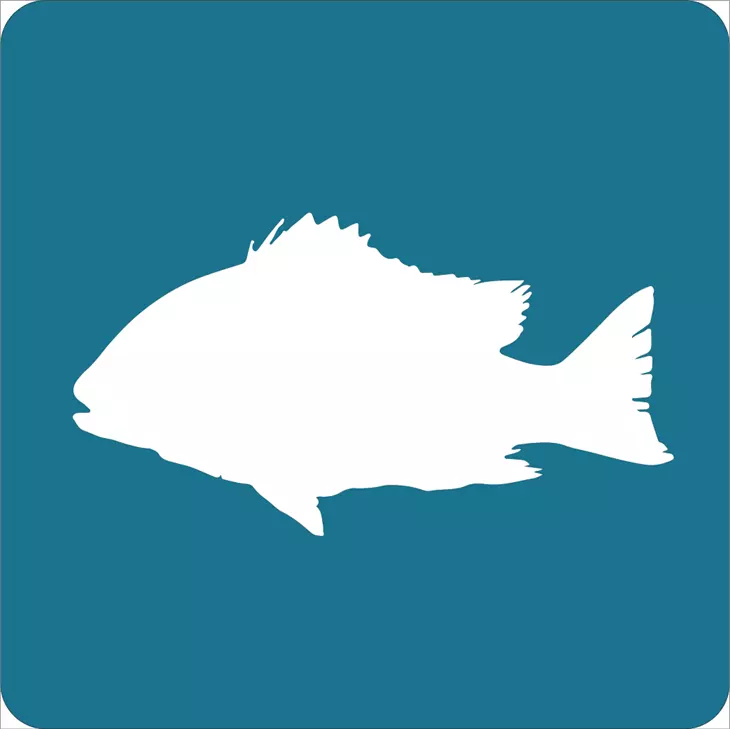 pargo_vijo