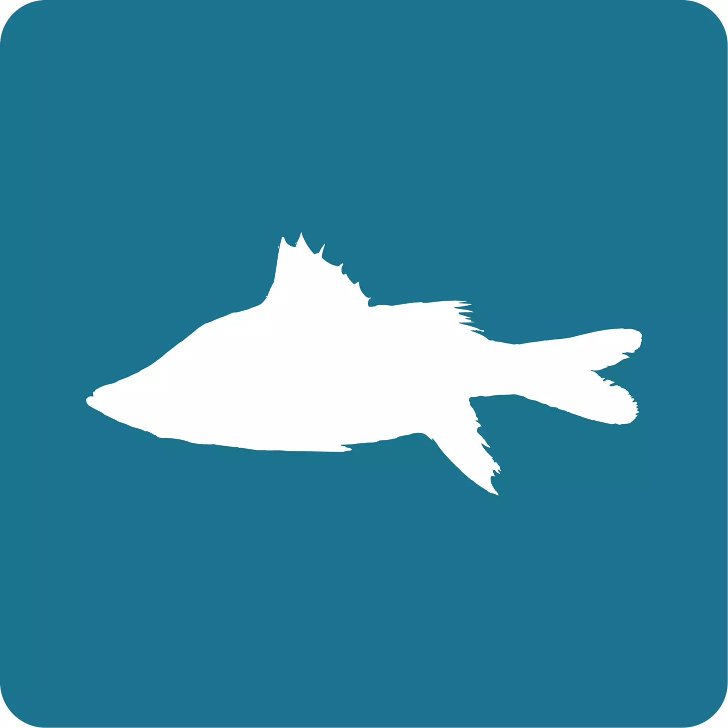 robalo_aleta_amarilla